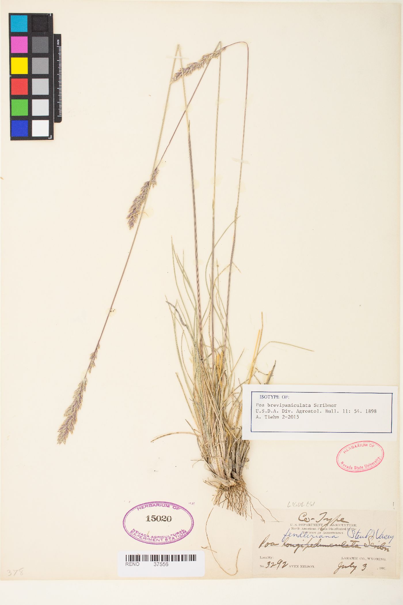 Poa brevipaniculata image