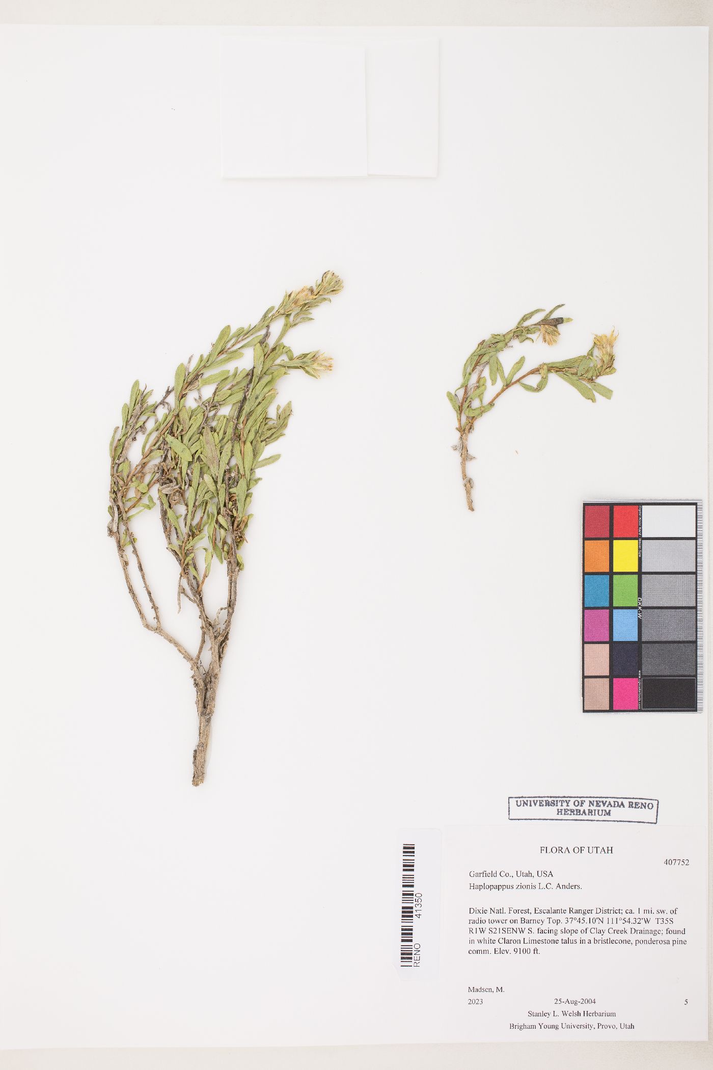 Ericameria zionis image