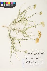 Acamptopappus shockleyi image