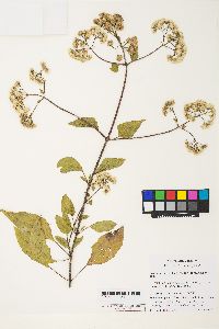 Ageratina adenophora image