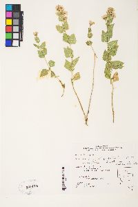 Ageratina occidentalis image