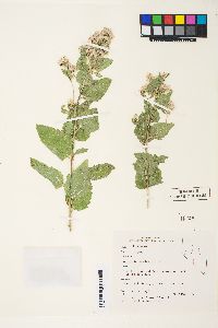 Ageratina occidentalis image