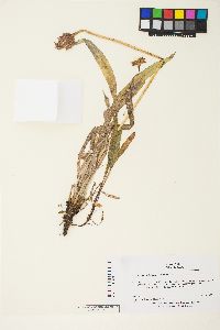 Agoseris glauca var. dasycephala image