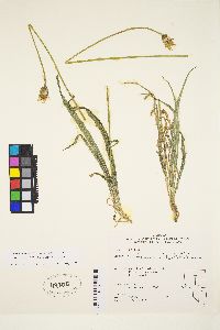 Agoseris parviflora image