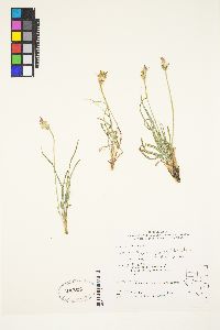 Agoseris parviflora image