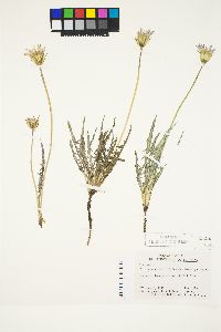 Agoseris parviflora image