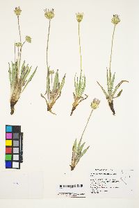 Agoseris parviflora image