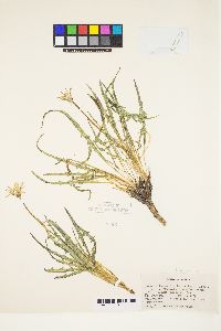 Agoseris parviflora image