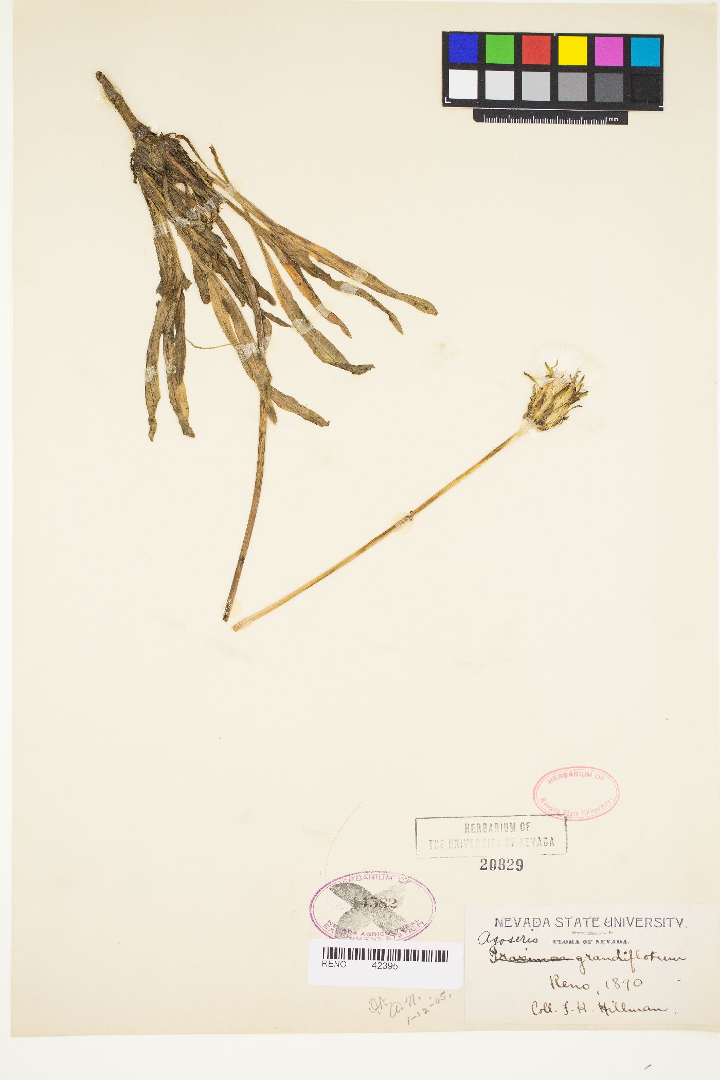 Agoseris grandiflora image