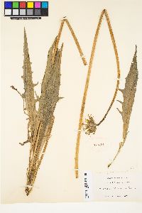 Agoseris grandiflora image