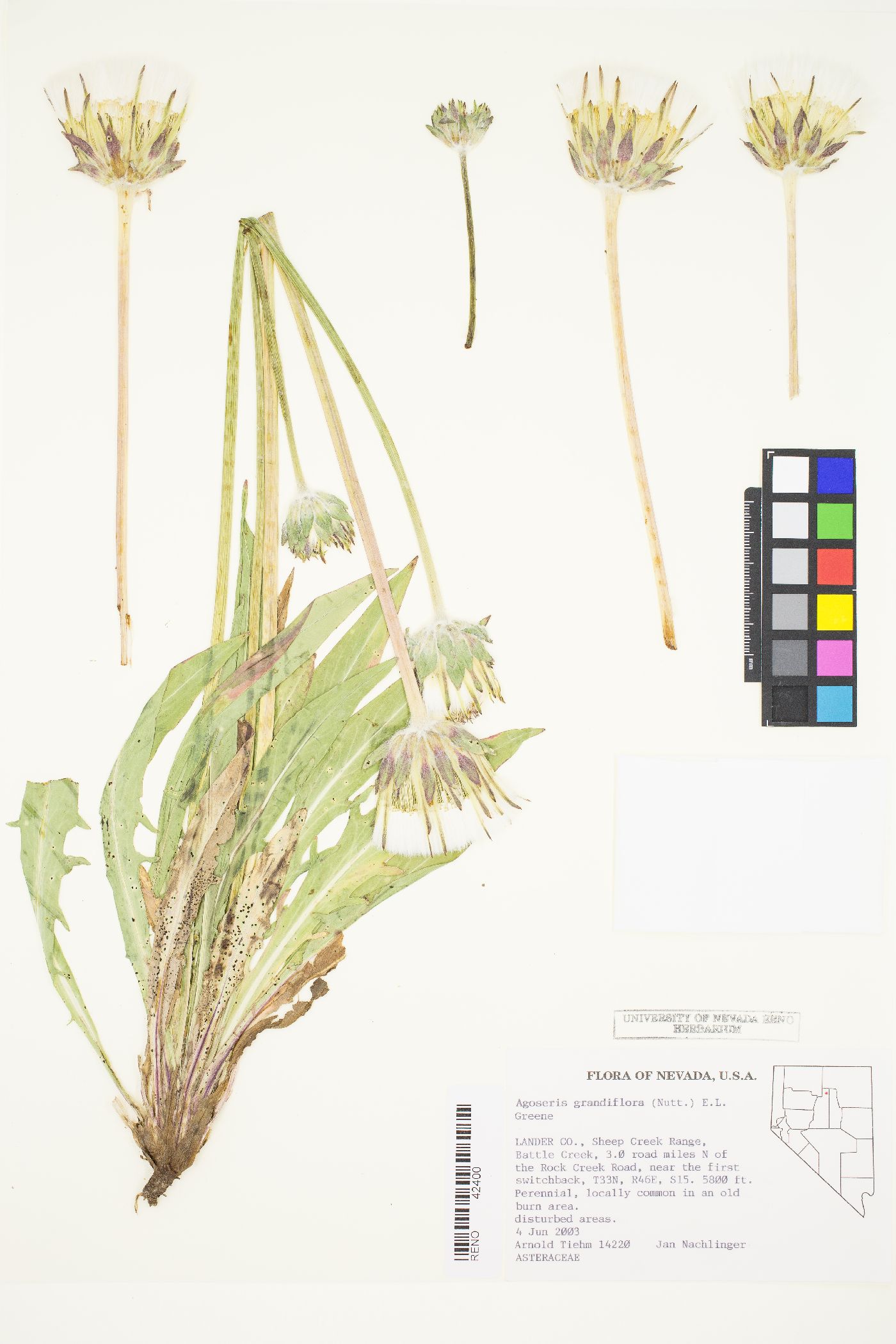 Agoseris grandiflora image