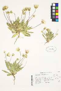 Agoseris heterophylla image