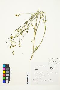 Hymenothrix dissecta image