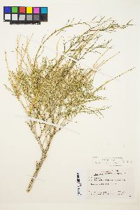 Ambrosia salsola image