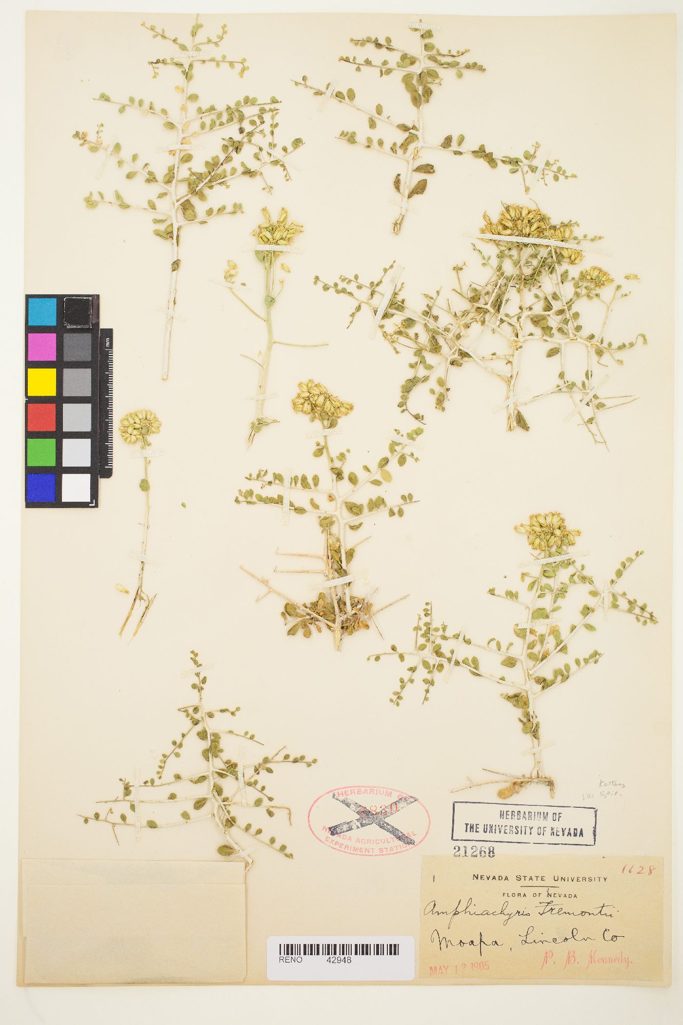 Amphipappus fremontii var. spinosus image