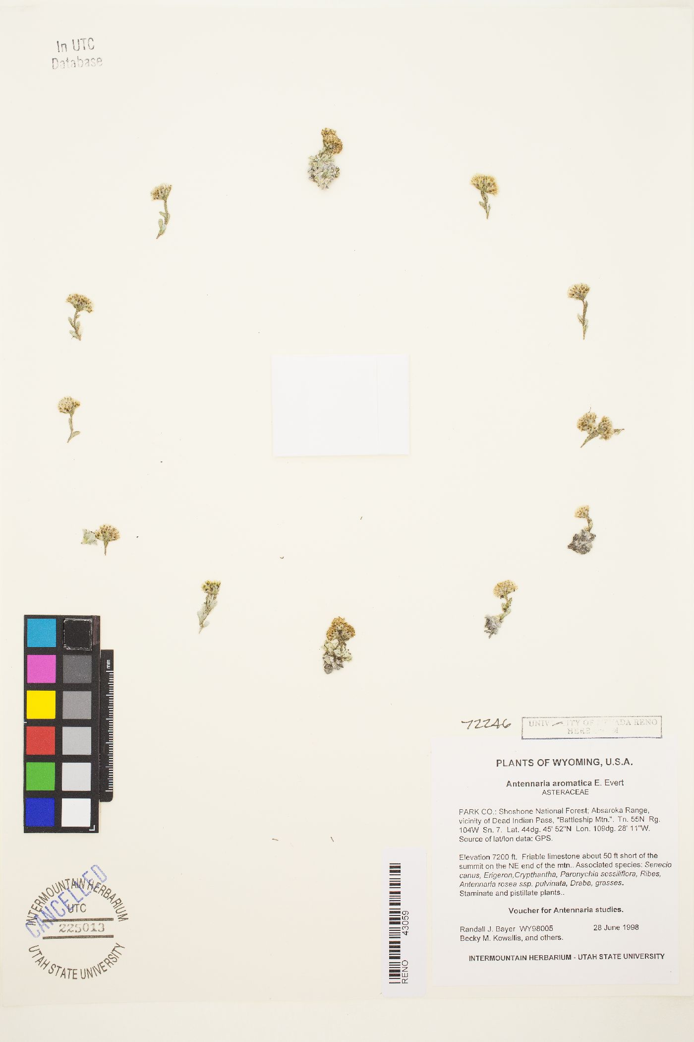 Antennaria aromatica image