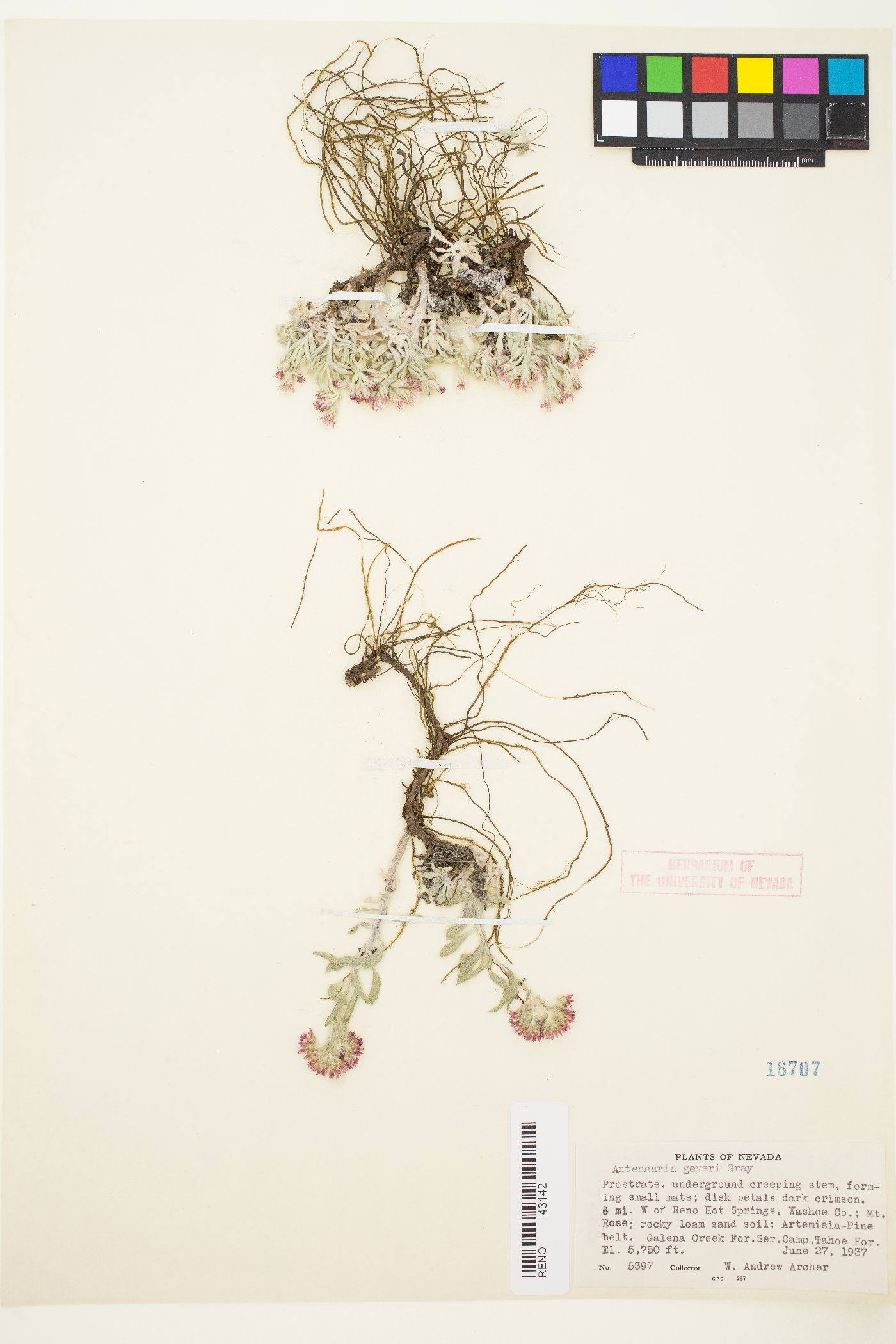 Antennaria geyeri image