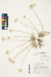 Antennaria microphylla image