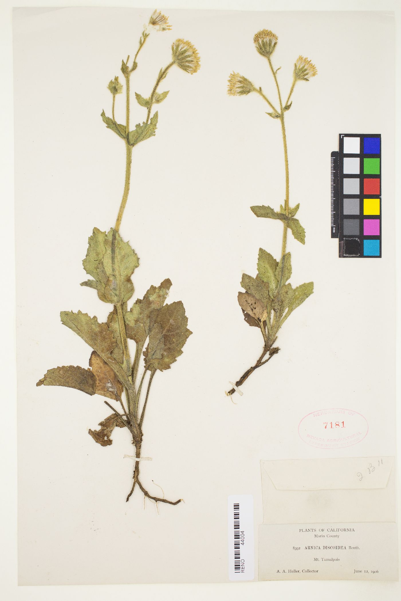 Arnica discoidea image