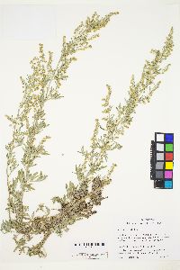 Artemisia absinthium image