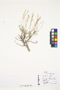 Artemisia arbuscula image