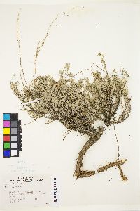 Artemisia arbuscula image