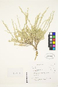 Artemisia arbuscula image