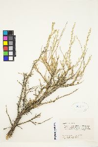 Artemisia arbuscula image