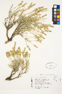 Artemisia arbuscula image