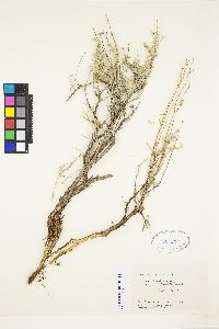 Artemisia arbuscula image