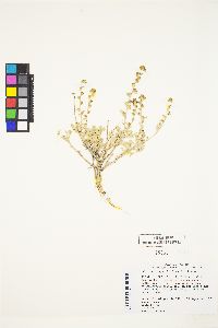 Artemisia arbuscula image