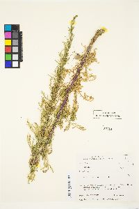 Artemisia biennis image