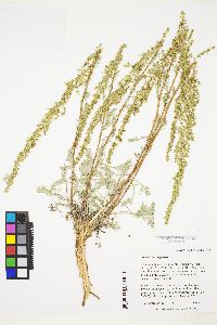 Artemisia campestris image