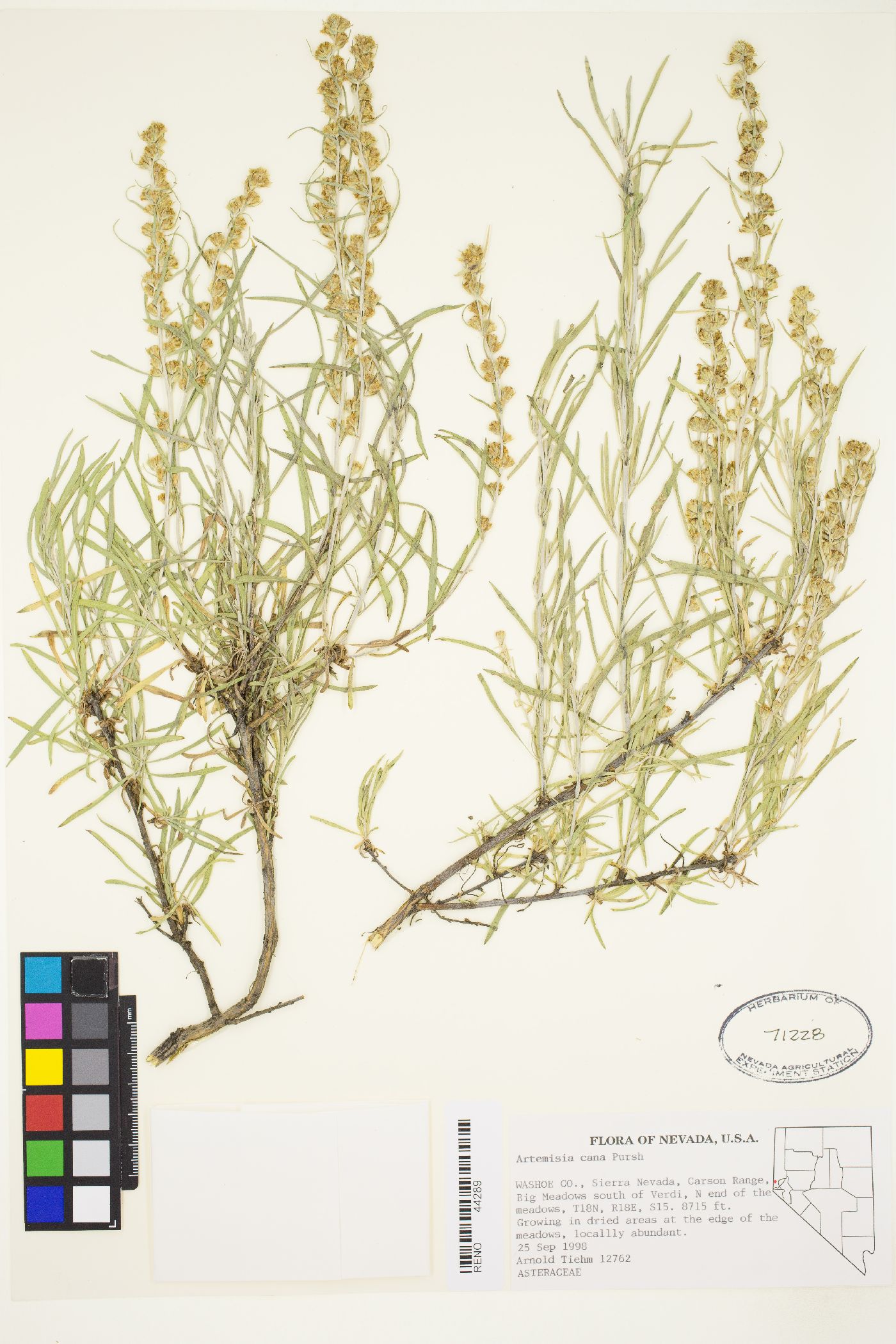 Artemisia cana subsp. bolanderi image