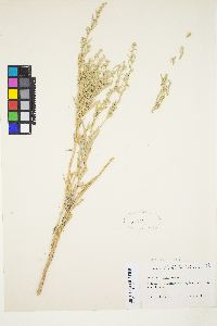 Artemisia cana subsp. cana image
