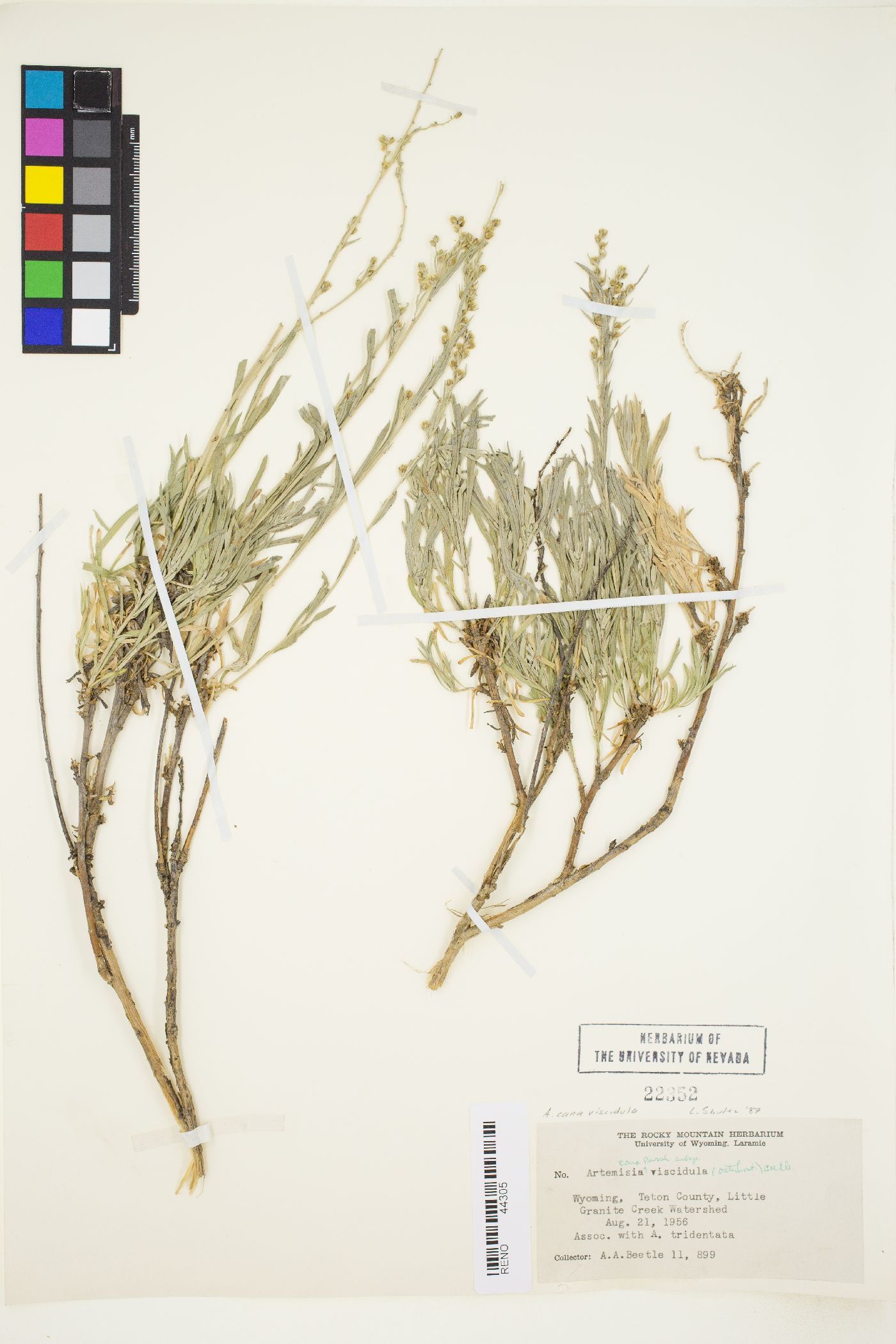 Artemisia cana subsp. viscidula image