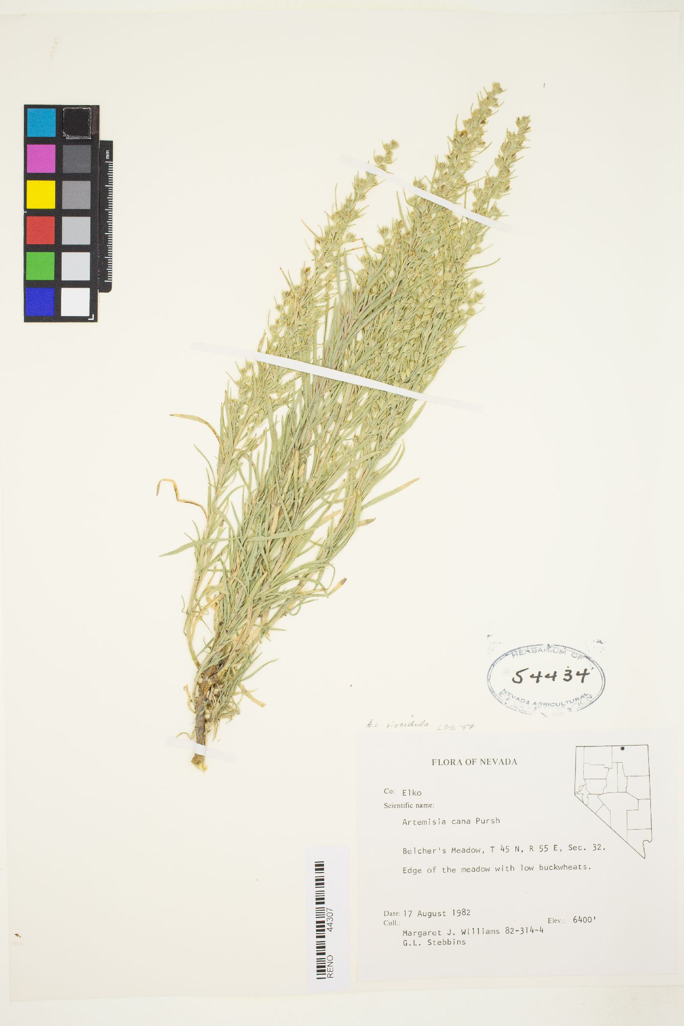 Artemisia cana subsp. viscidula image