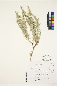 Artemisia cana subsp. viscidula image