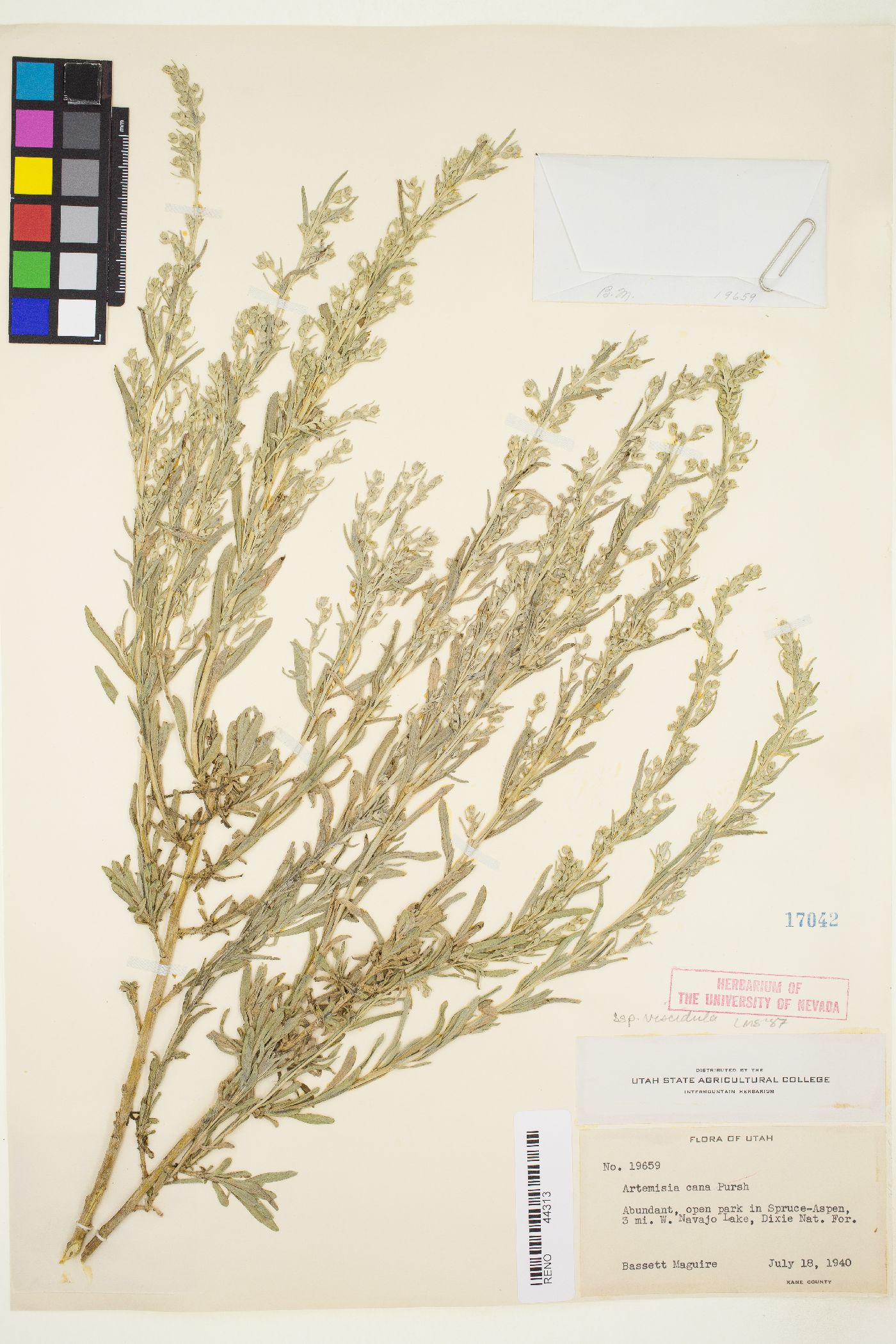 Artemisia cana subsp. viscidula image