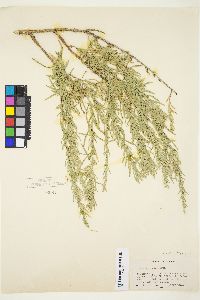 Artemisia cana subsp. viscidula image