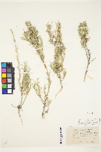 Artemisia cana subsp. viscidula image
