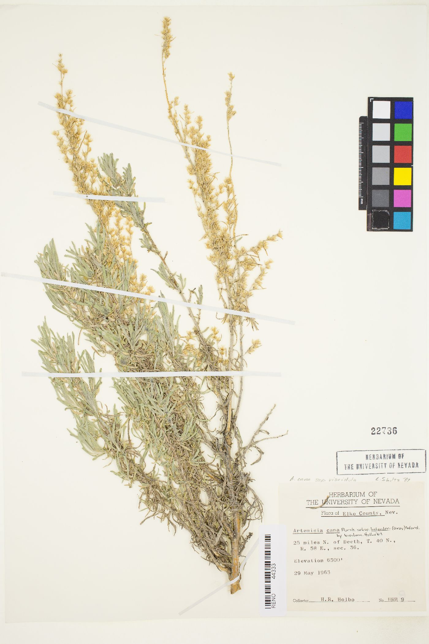 Artemisia cana image