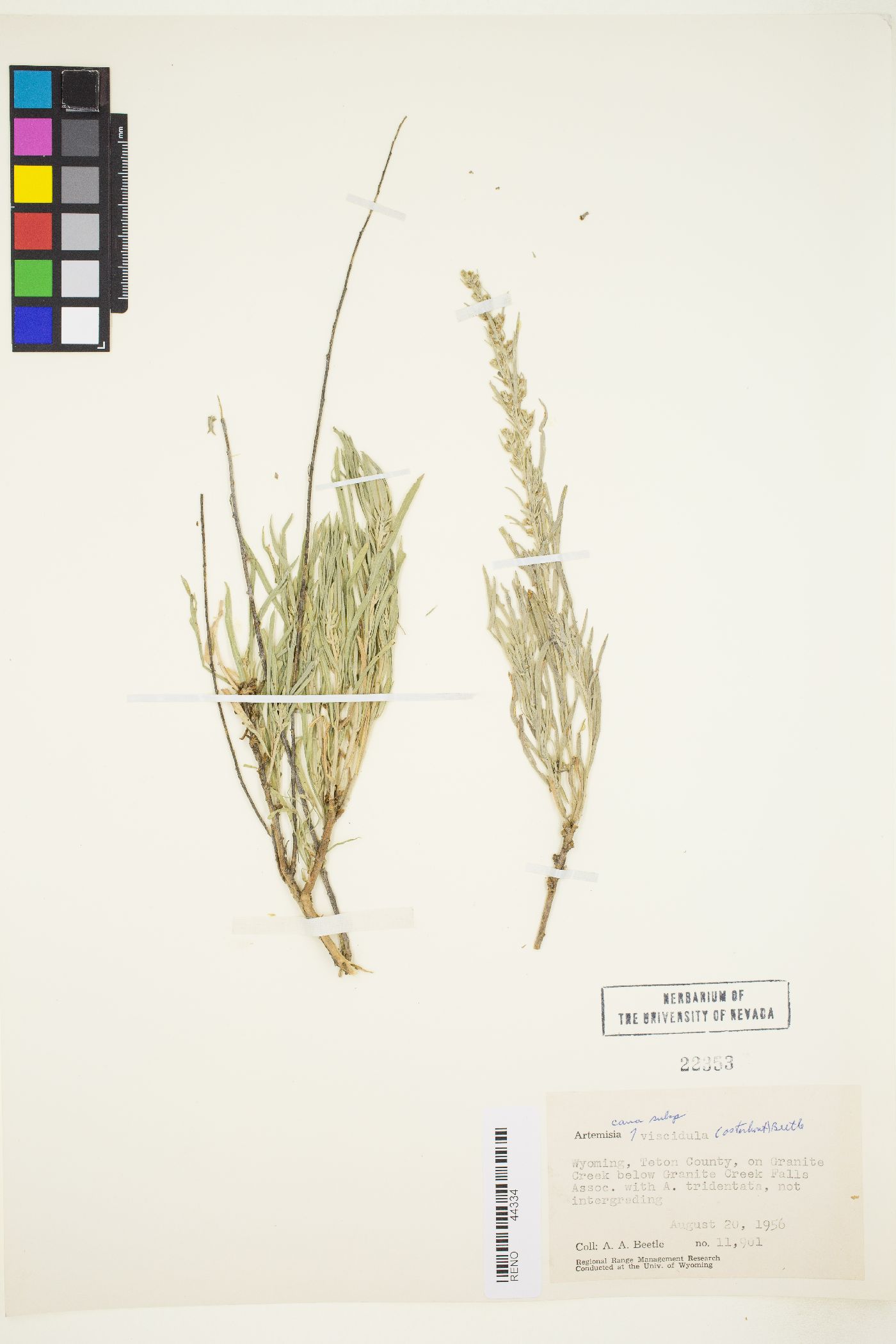 Artemisia cana subsp. viscidula image