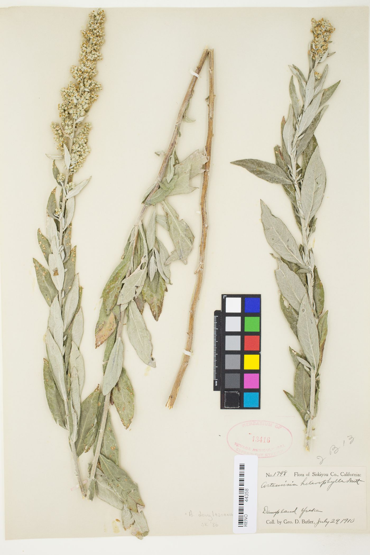Artemisia douglasiana image