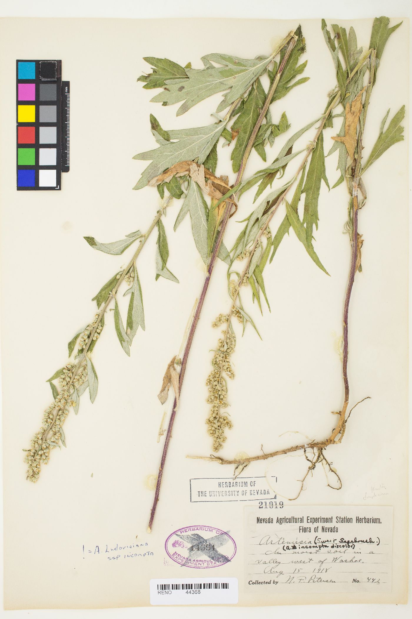 Artemisia douglasiana image