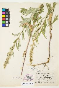 Artemisia douglasiana image