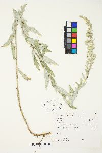 Artemisia douglasiana image