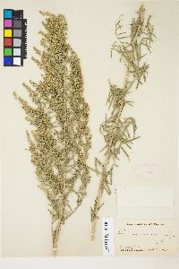 Artemisia dracunculus image