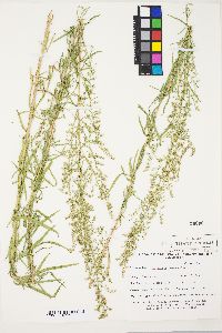 Artemisia dracunculus image