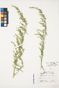 Artemisia dracunculus image